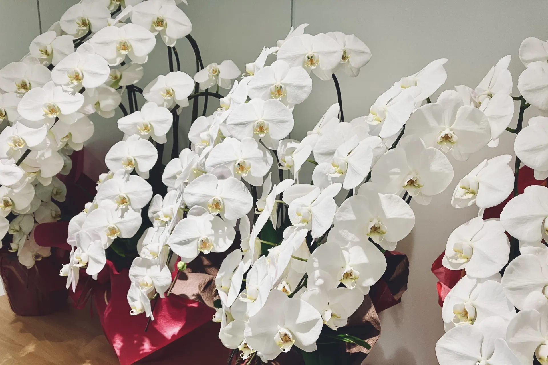 日々の暮らしに取り入れたい！生花の基本や楽しみ方